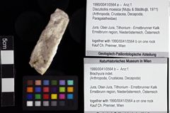 Foto (Objket + Etiketten) von Discutiolira moesica (Muţiu & Bădăluţă, 1971) 